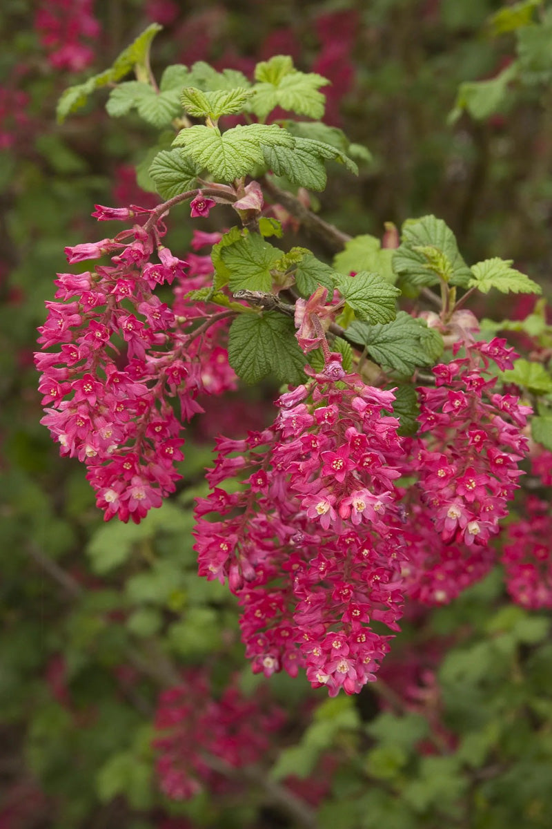 Ribes, King Edward VII