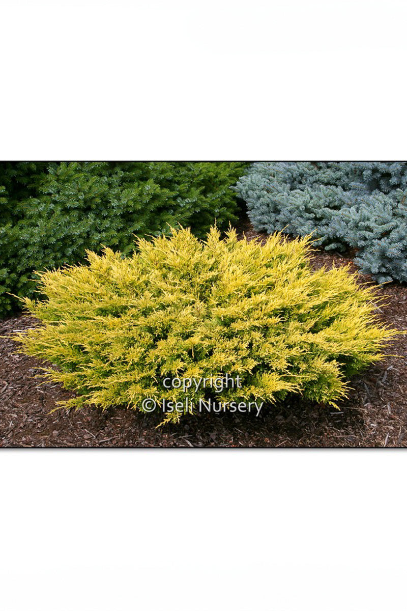 Seasonal Juniper, Limeglow