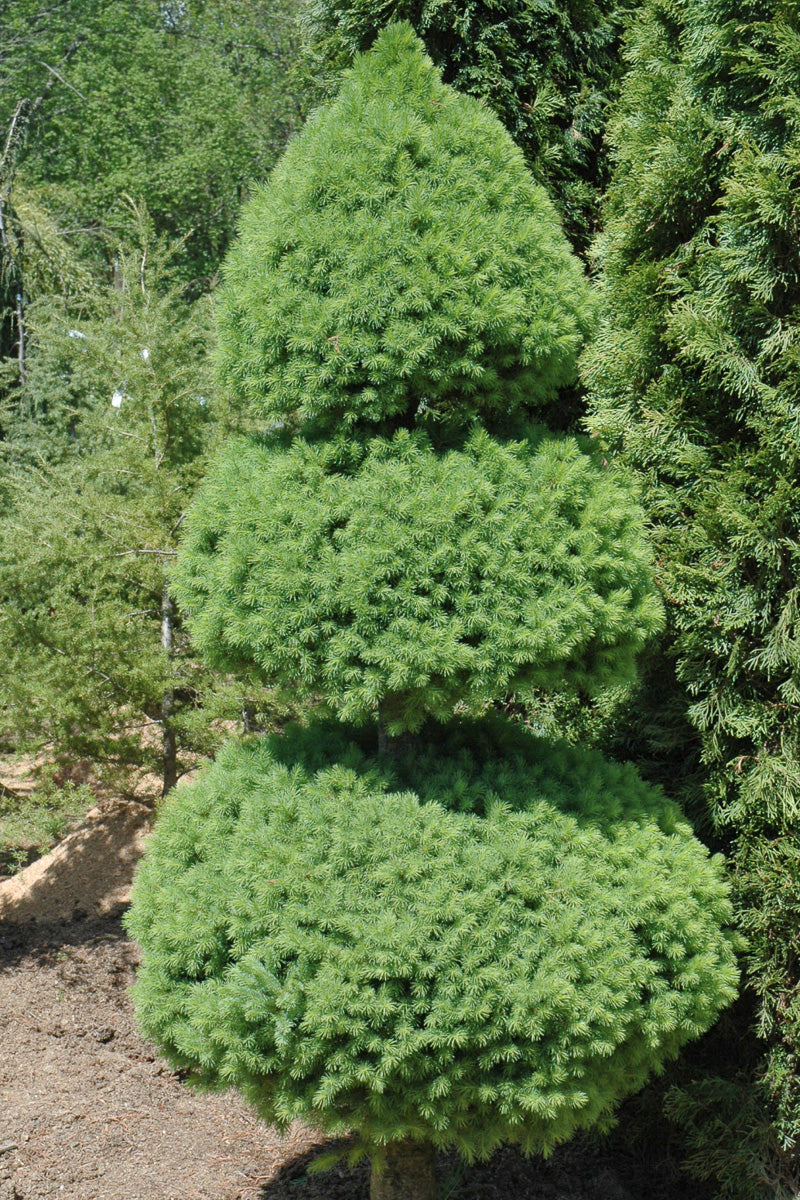 Seasonal Dwarf Alberta – Chalet