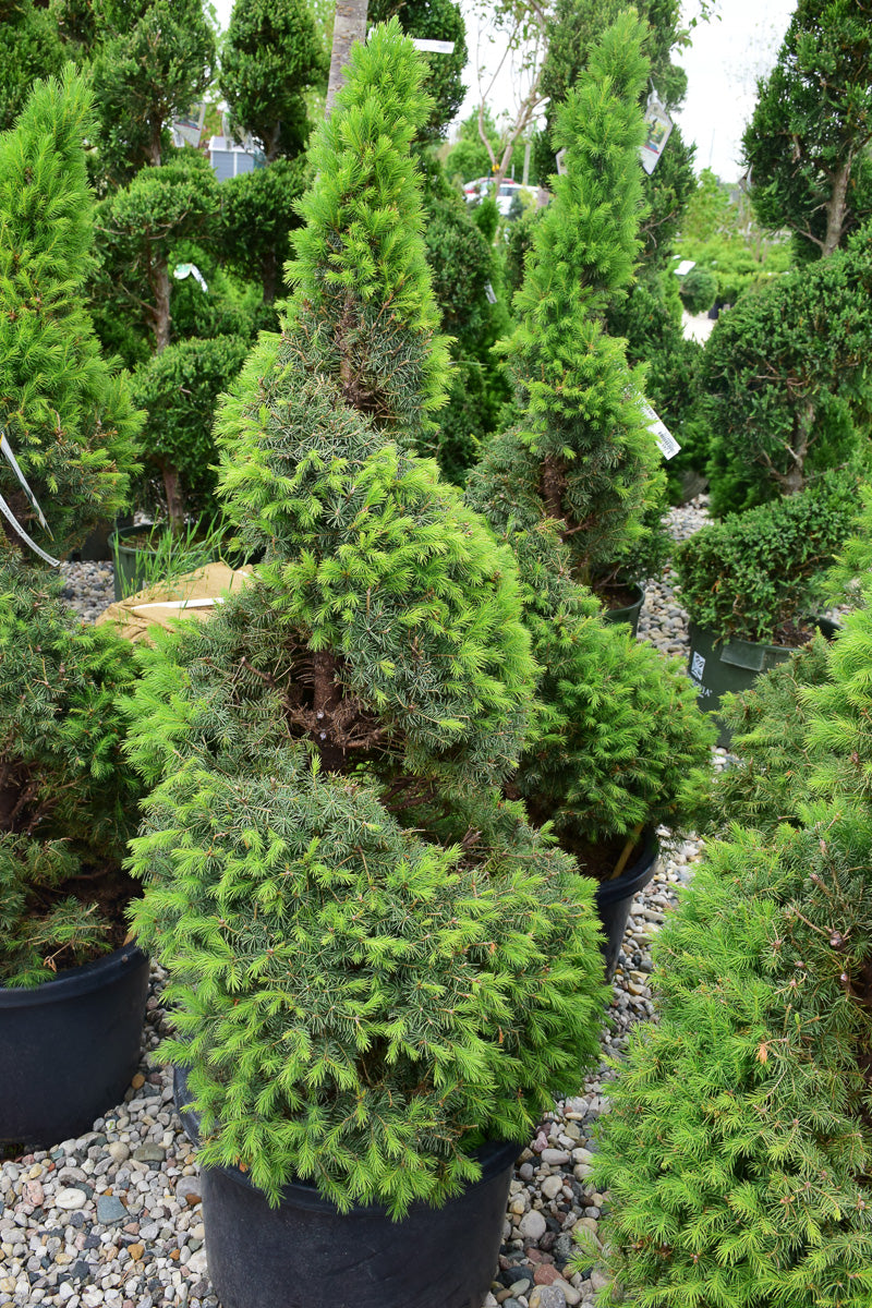 Seasonal Dwarf Alberta