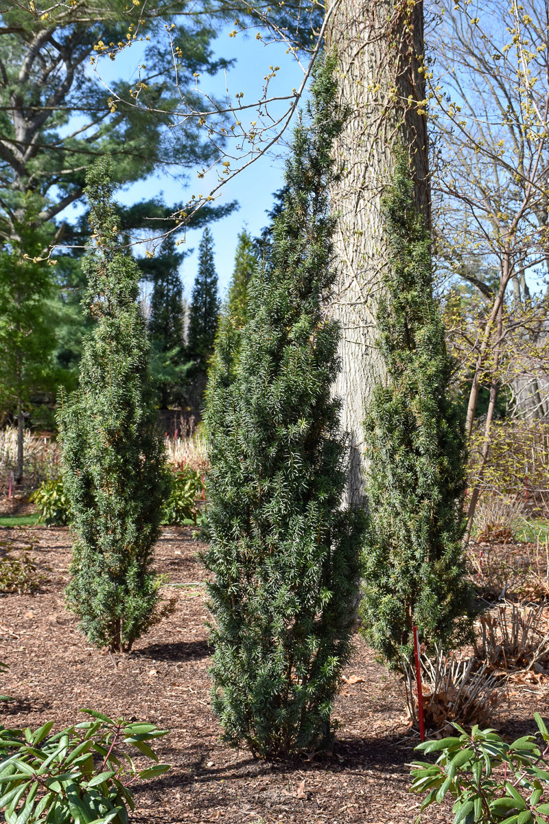 Yew, Stonehenge Skinny