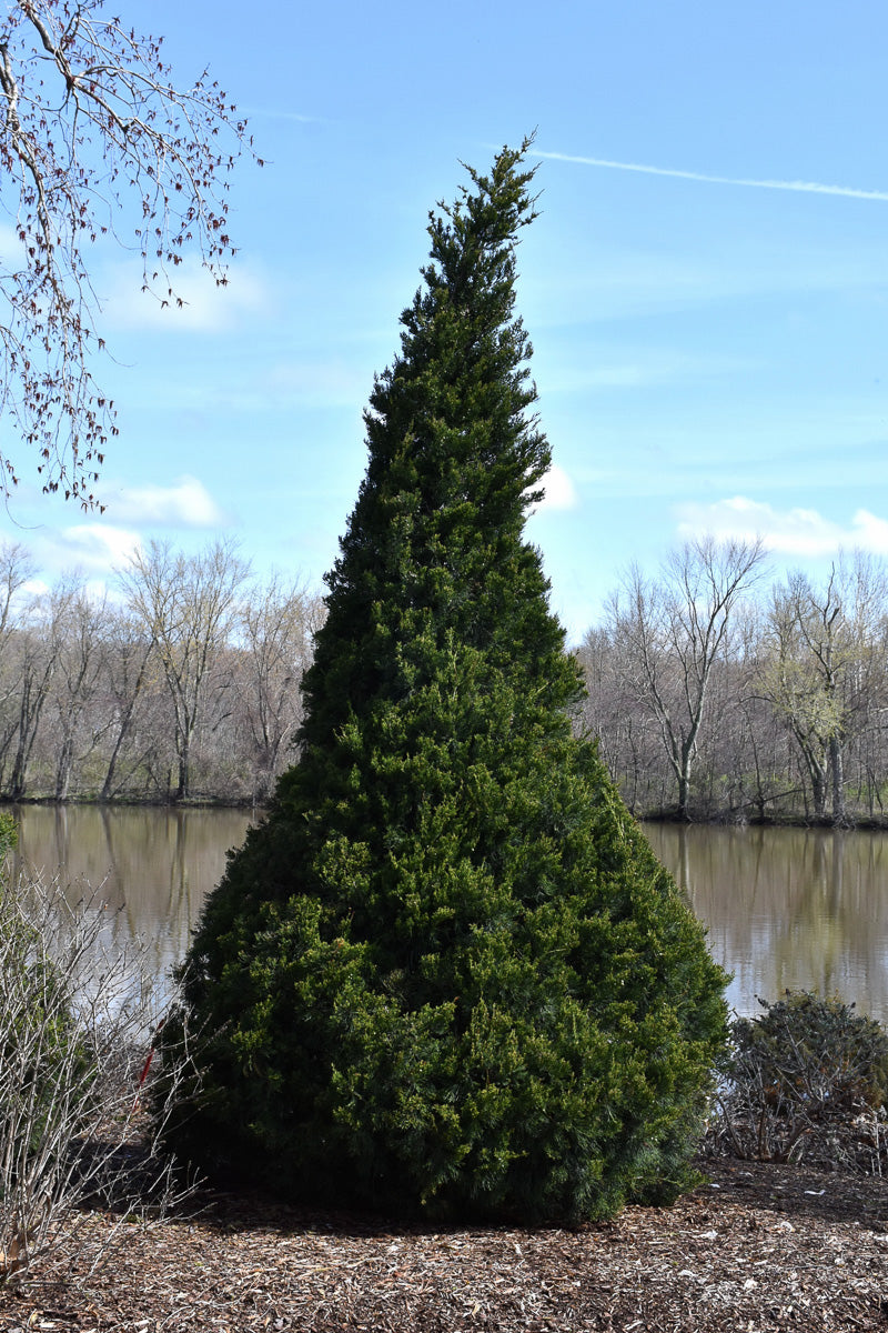 Juniper, Chinese Gin Fizz