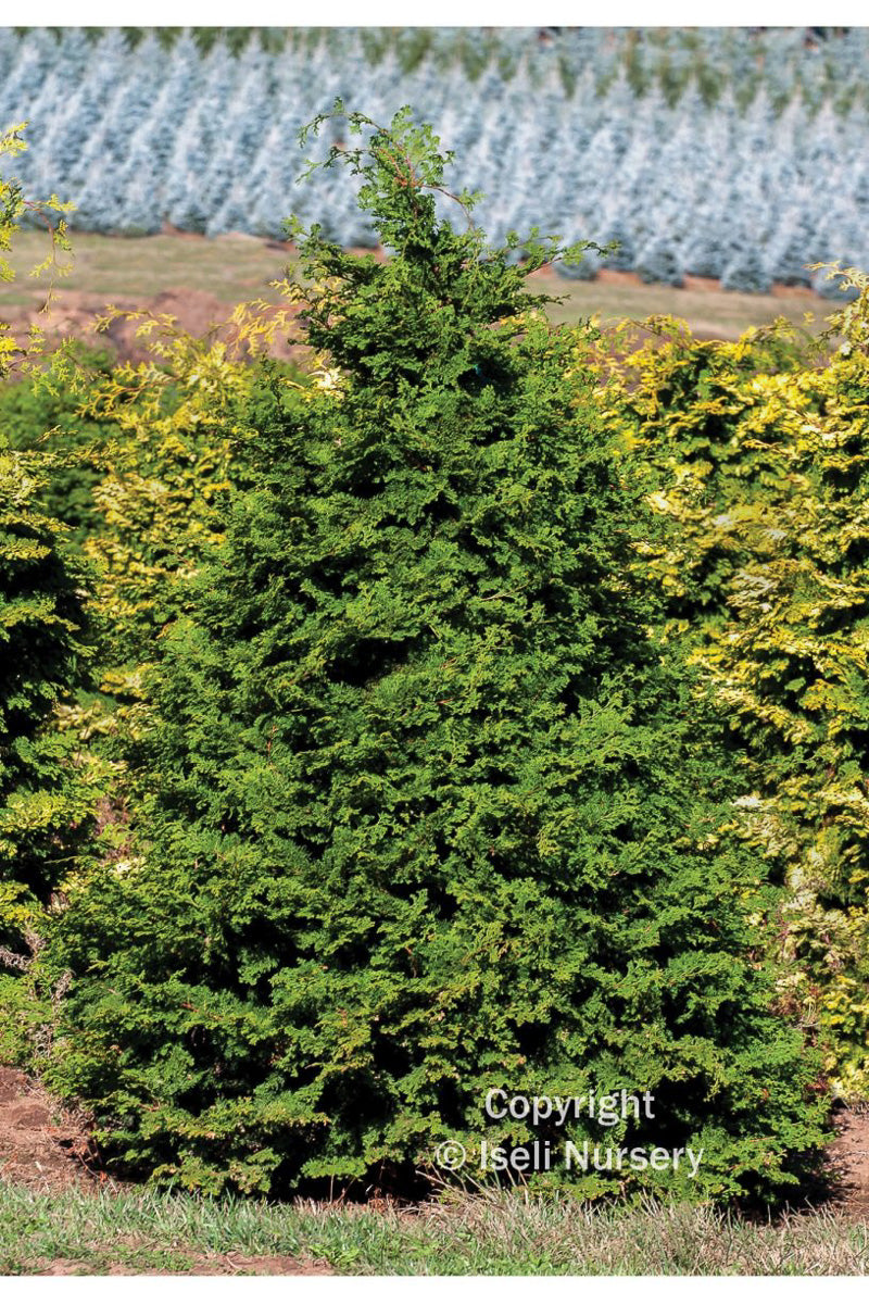 False Cypress, Iseli Green