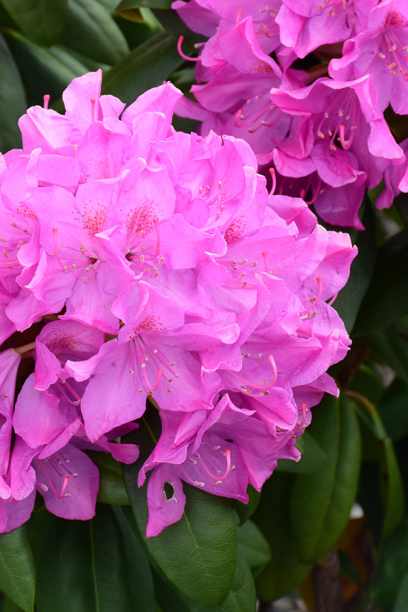 Rhododendron, Roseum Pink