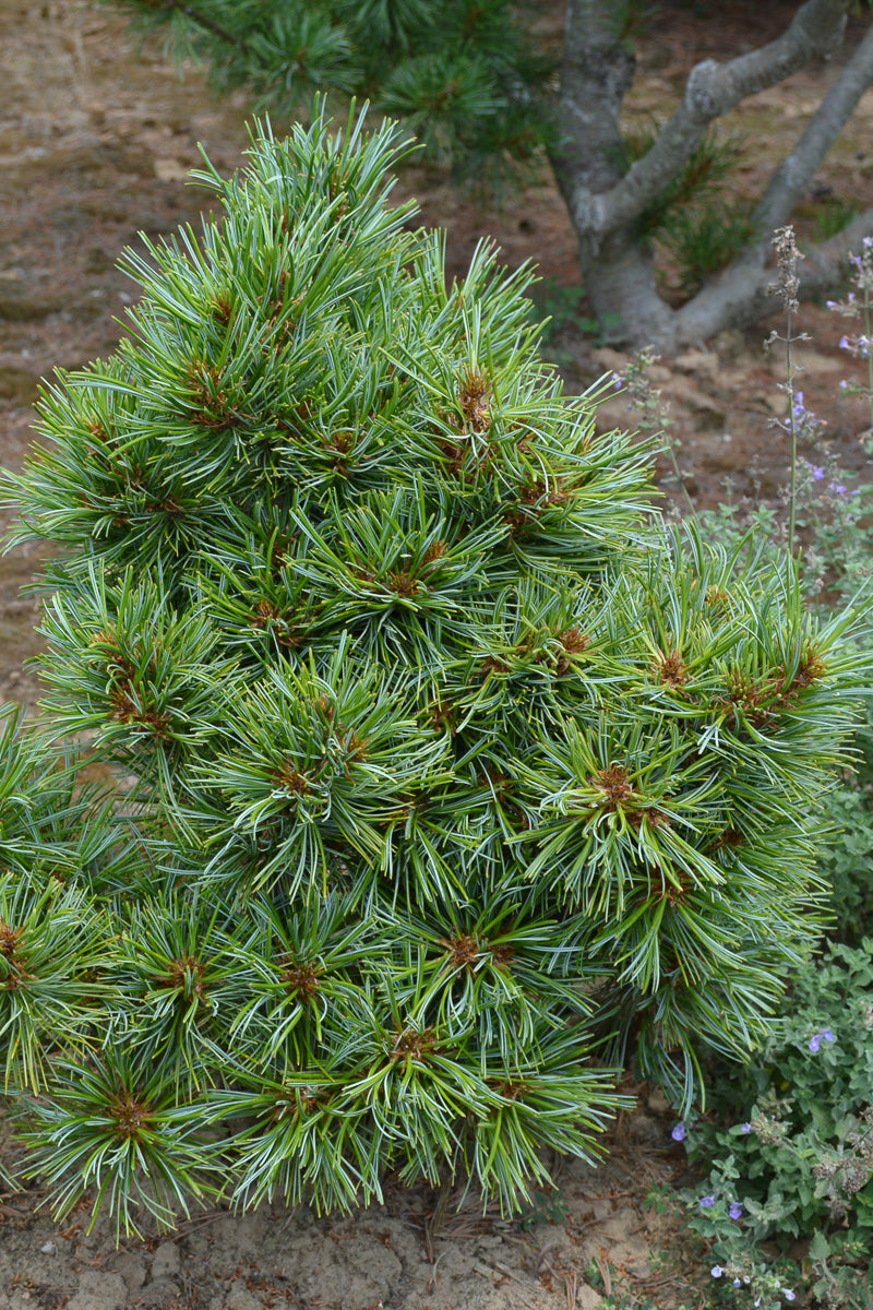 Pine, Korean Blue Ball