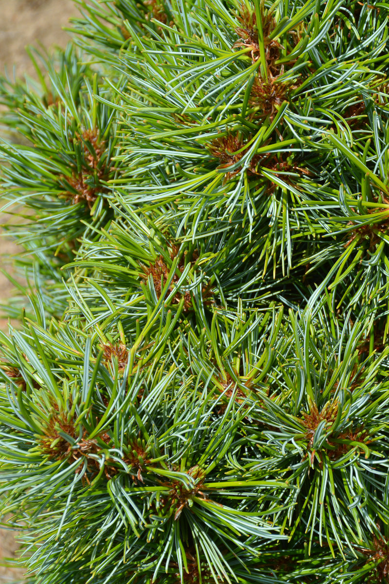 Pine, Korean Blue Ball