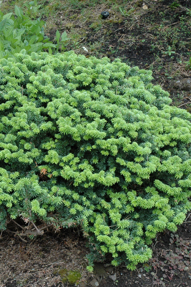 Fir, Dwarf Balsam
