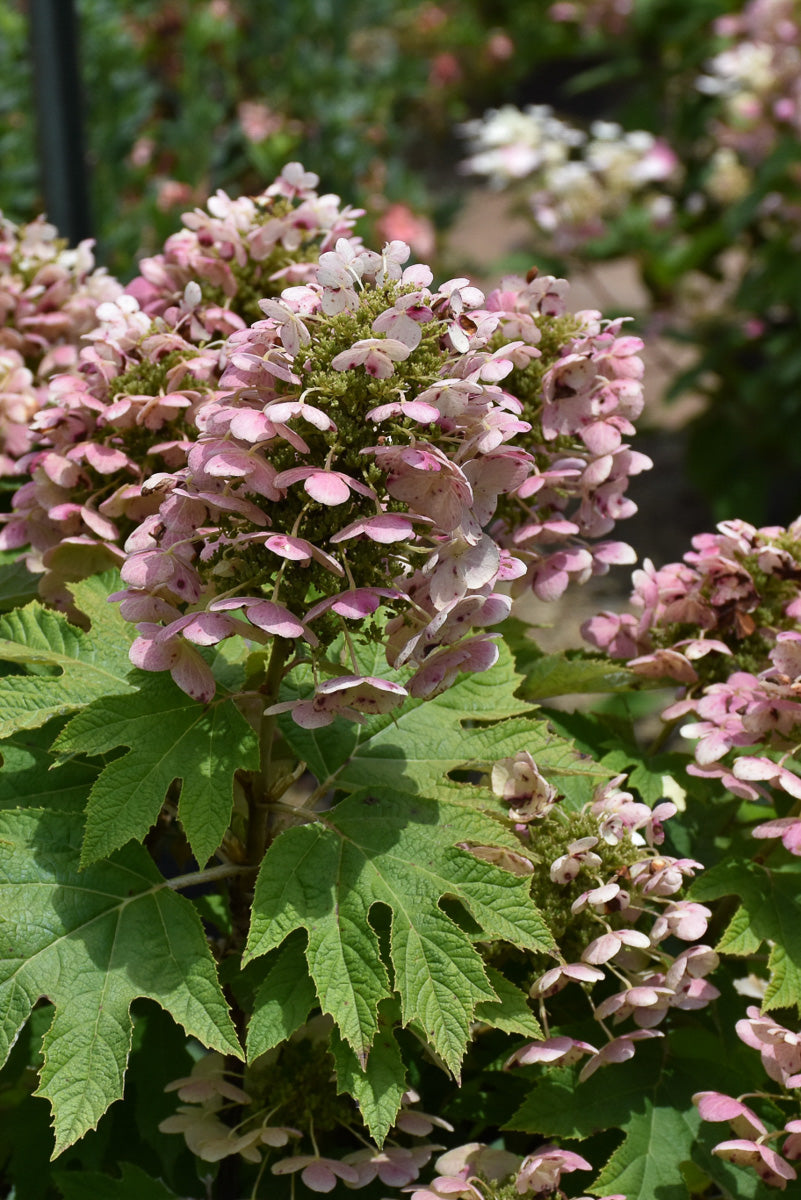 Hydrangea, Oakleaf