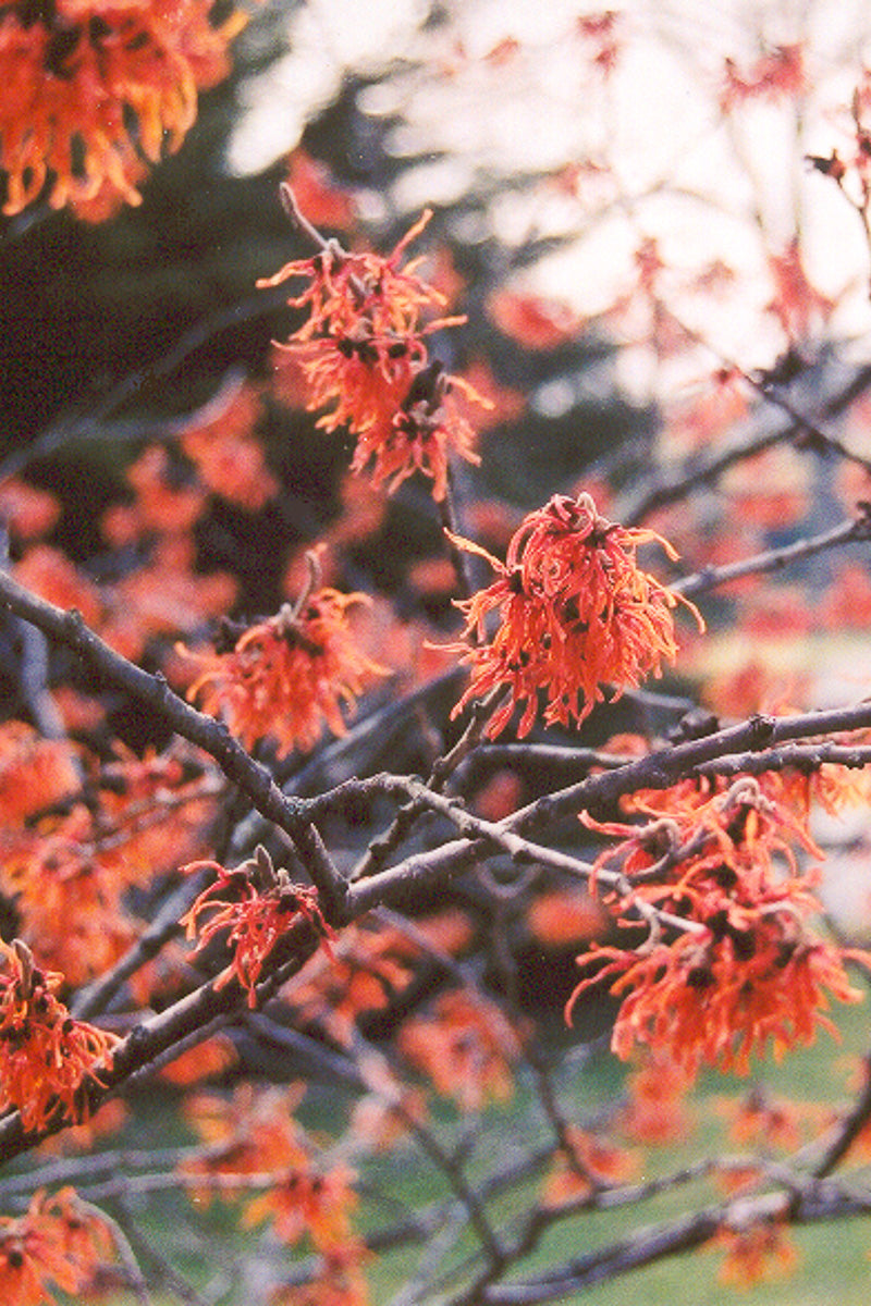Witchhazel, Diane