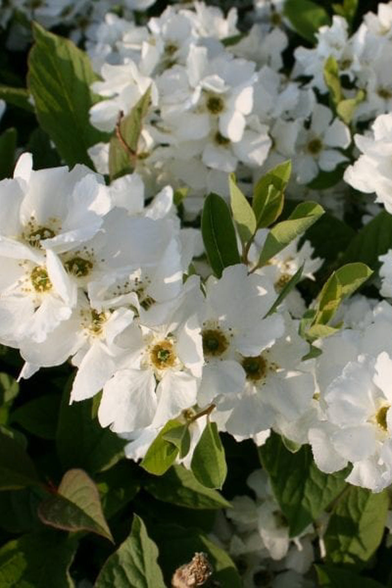 Exochorda, Snow Mountain