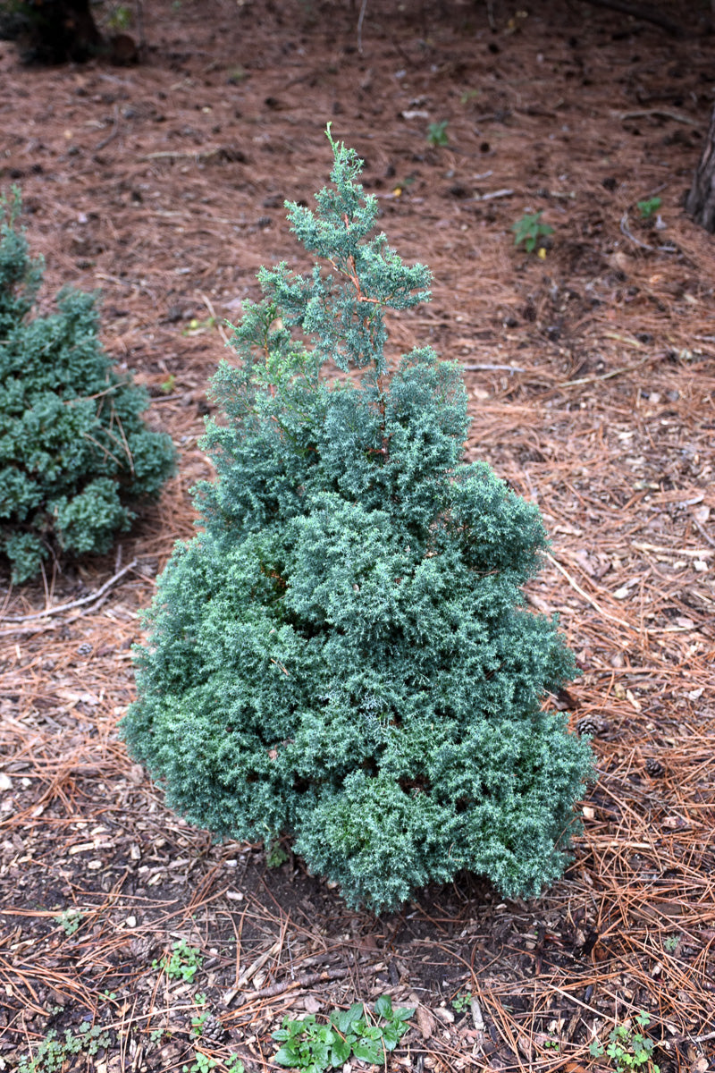 False Cypress, Dwarf Blue Feathers
