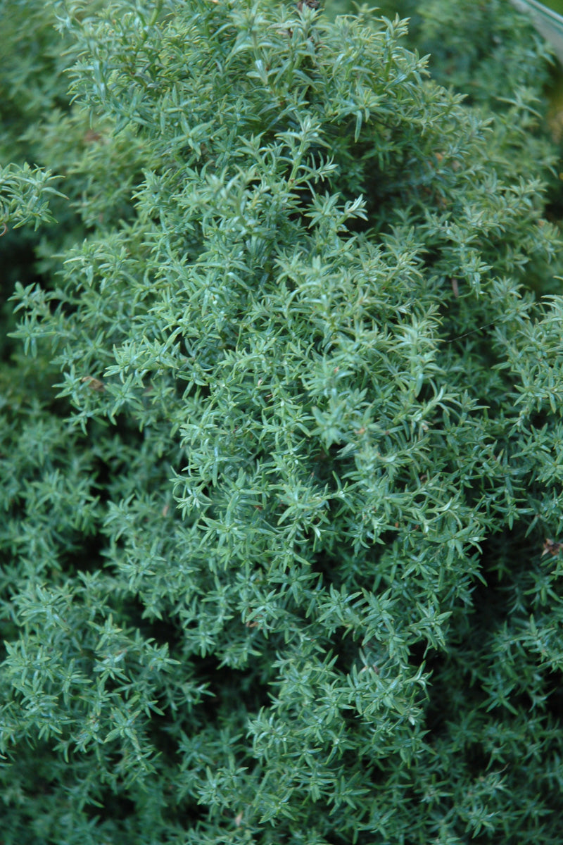 False Cypress, Dwarf Blue Feathers