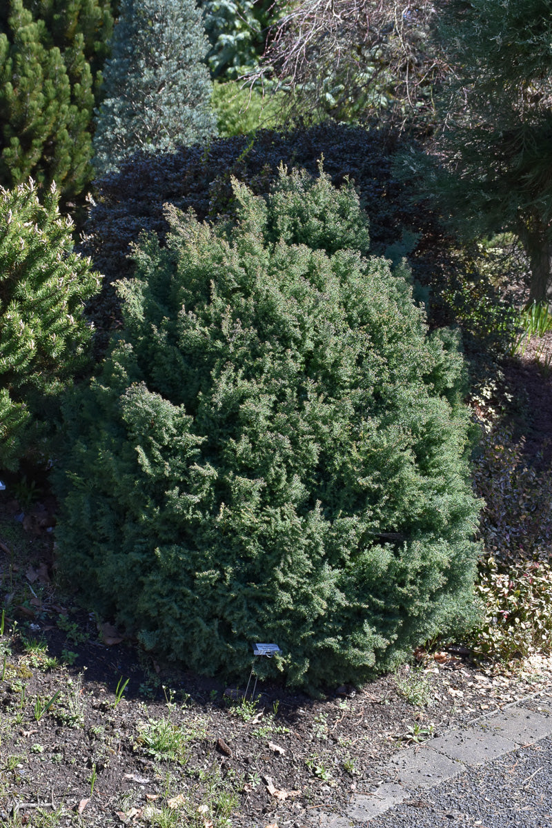 False Cypress, Dwarf Blue Feathers