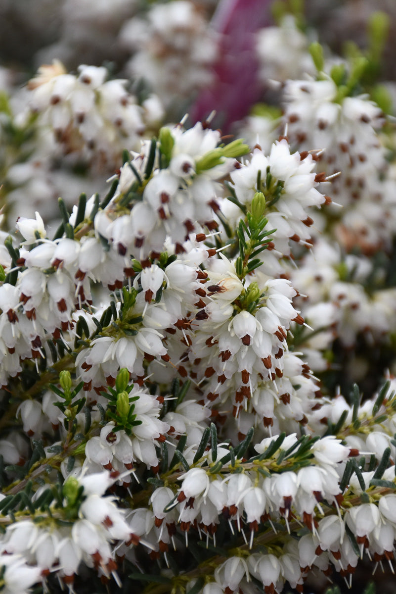 Winter Heath, Mediterranean White