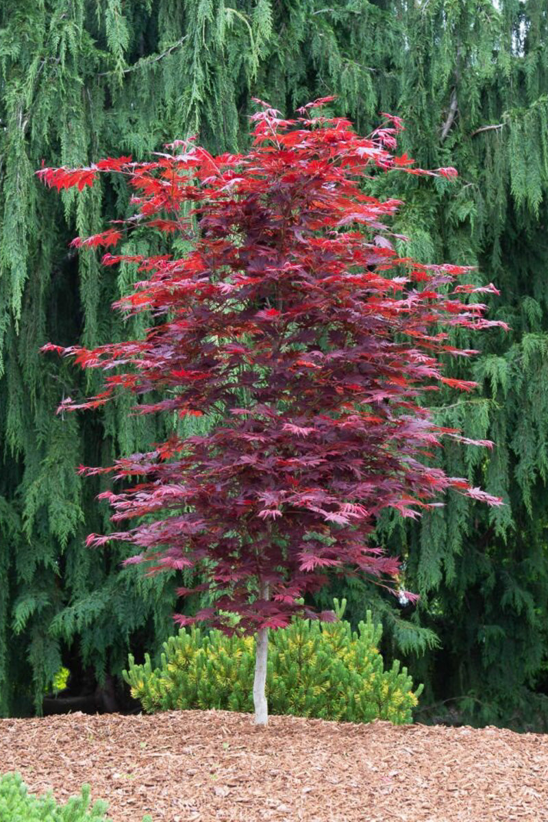 Korean Maple, Alpenglow