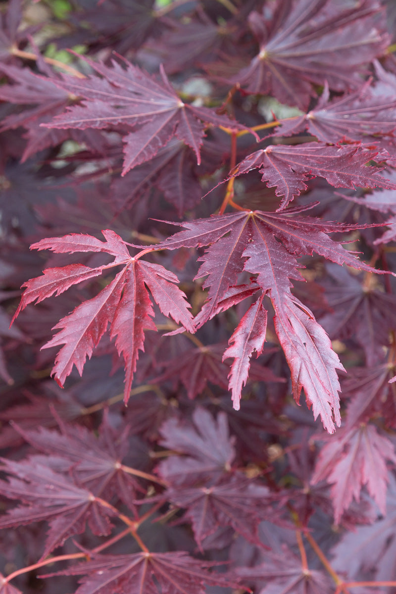 Korean Maple, Alpenglow