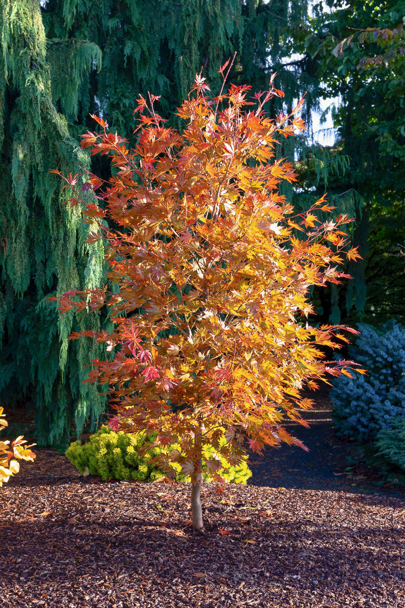 Korean Maple, Alpenglow