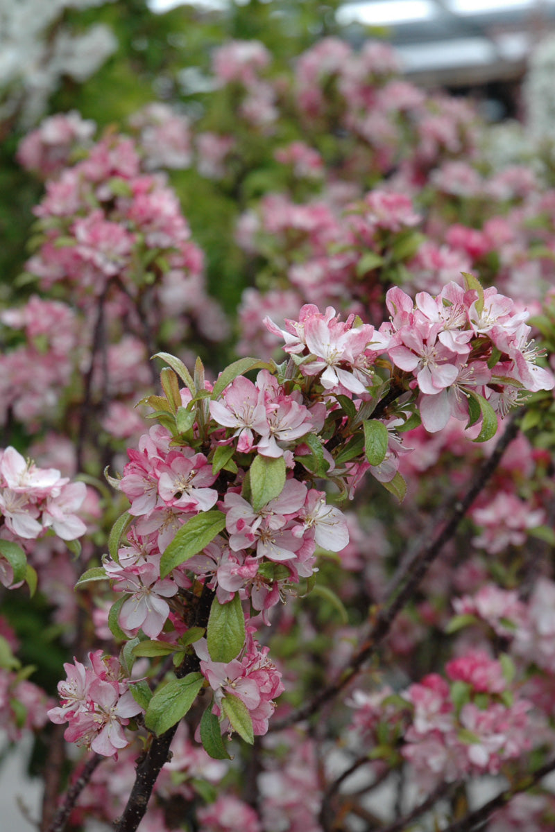 Crabapple, Coralburst
