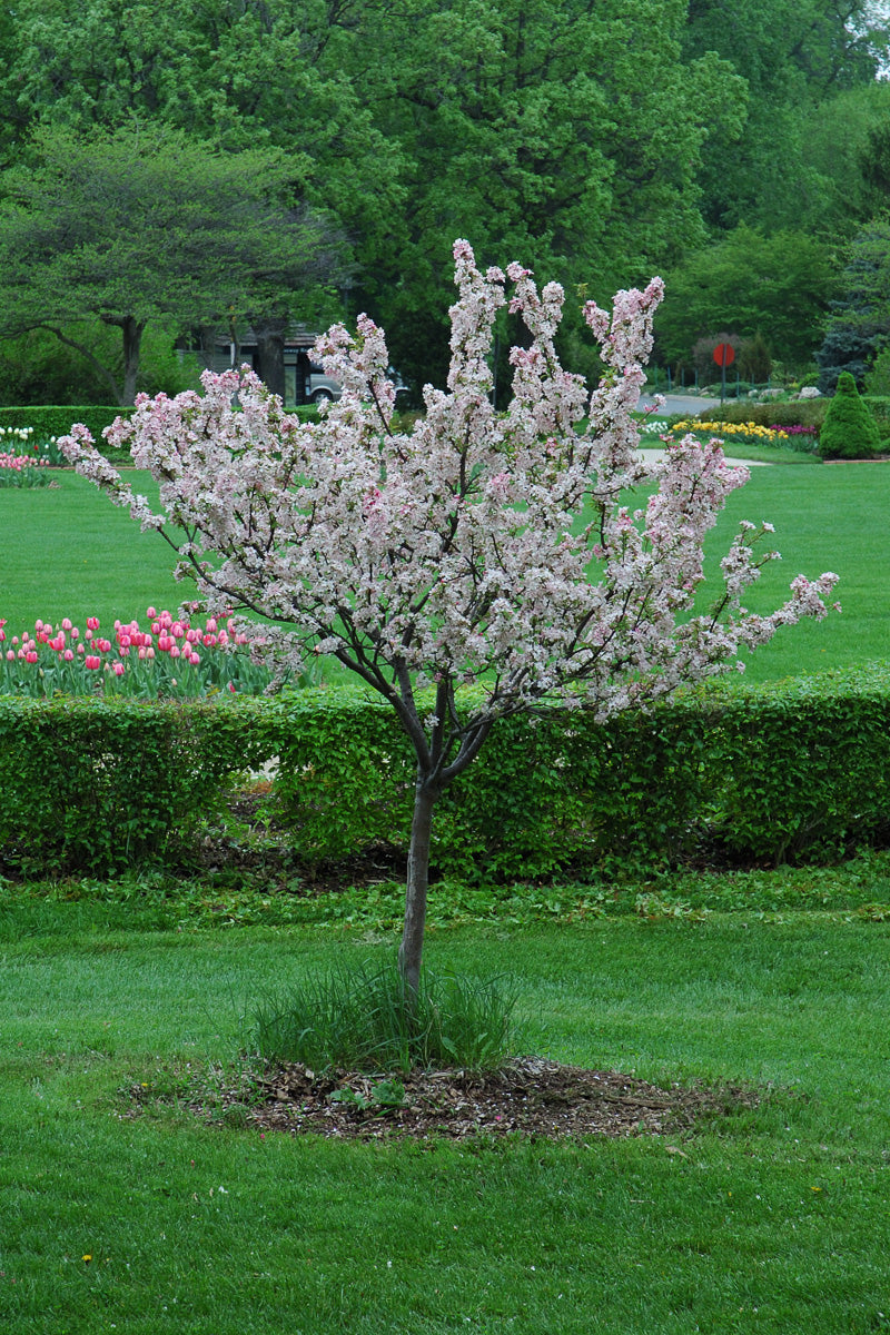 Crabapple, Coralburst