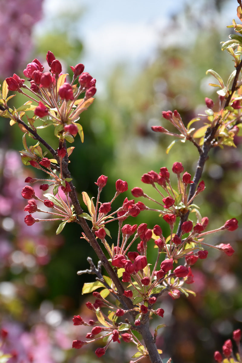 Crabapple, Coralburst