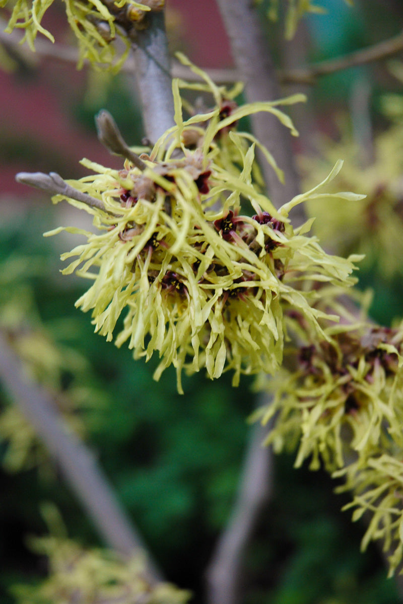 Witch Hazel Pallida