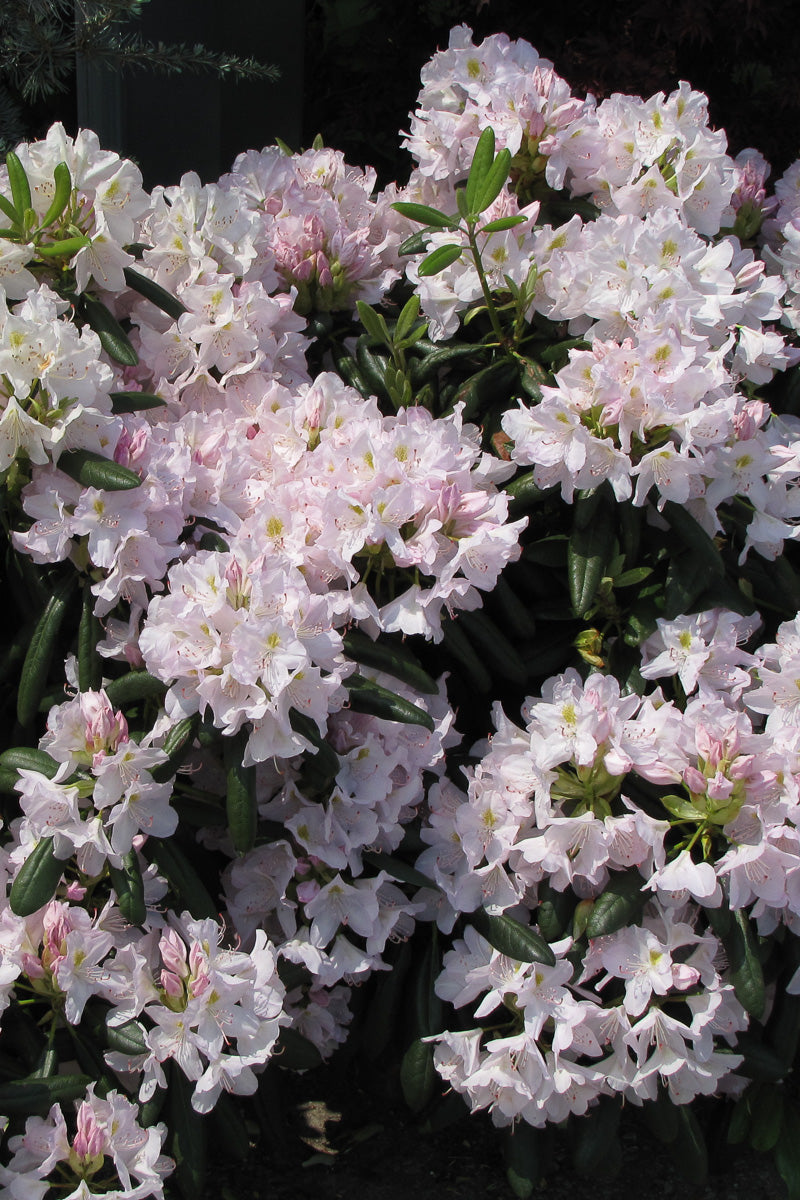 Rhododendron, Catawbiense Album