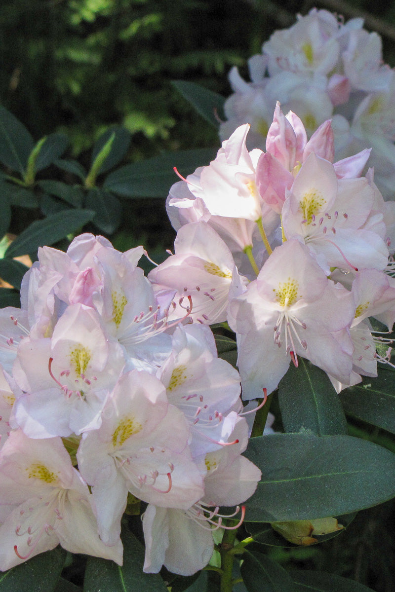 Rhododendron, Catawbiense Album