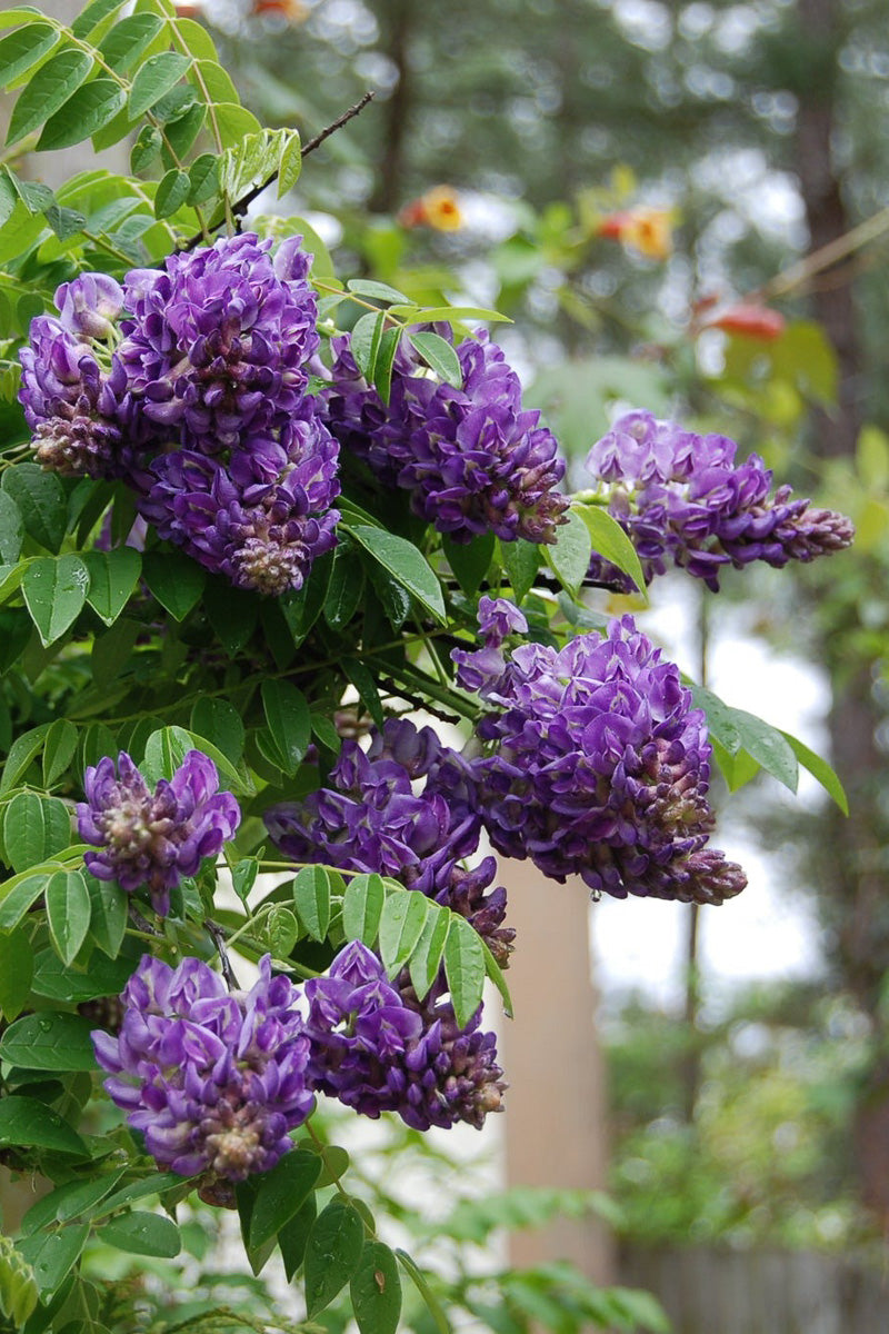 Vine, Wisteria Longwood Purple
