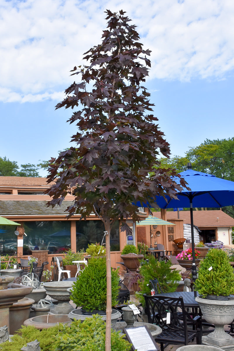 Maple, Crimson Sunset