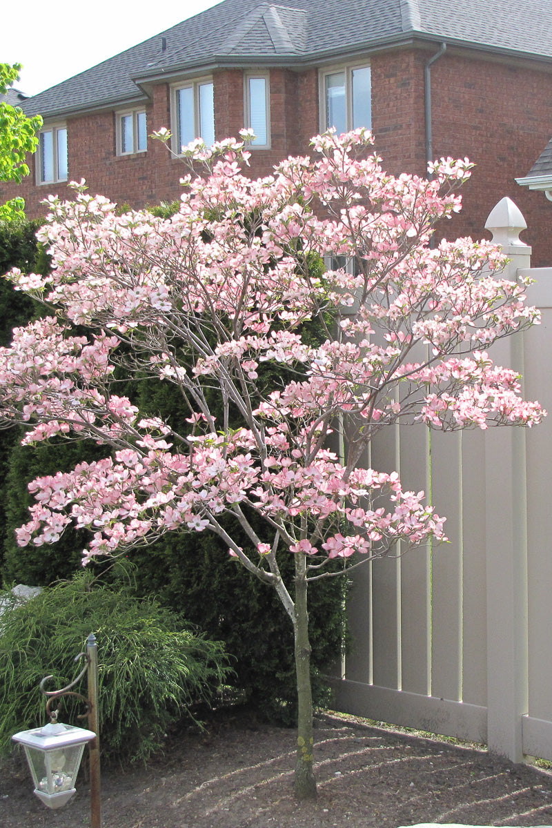 Dogwood, Kousa Satomi