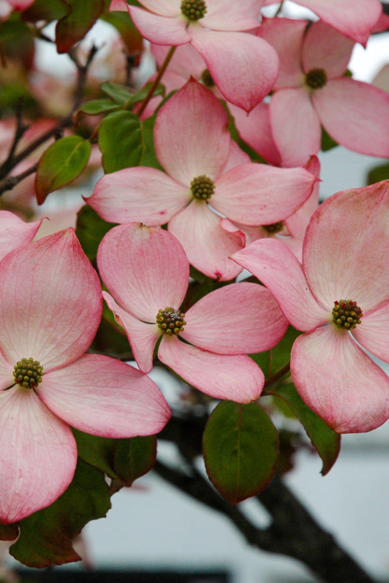 Dogwood, Kousa Satomi