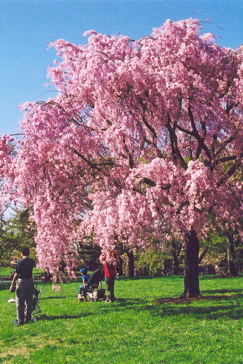 Cherry, Pendula Rosea