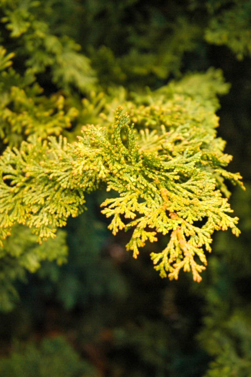 False Cypress, Gracilis