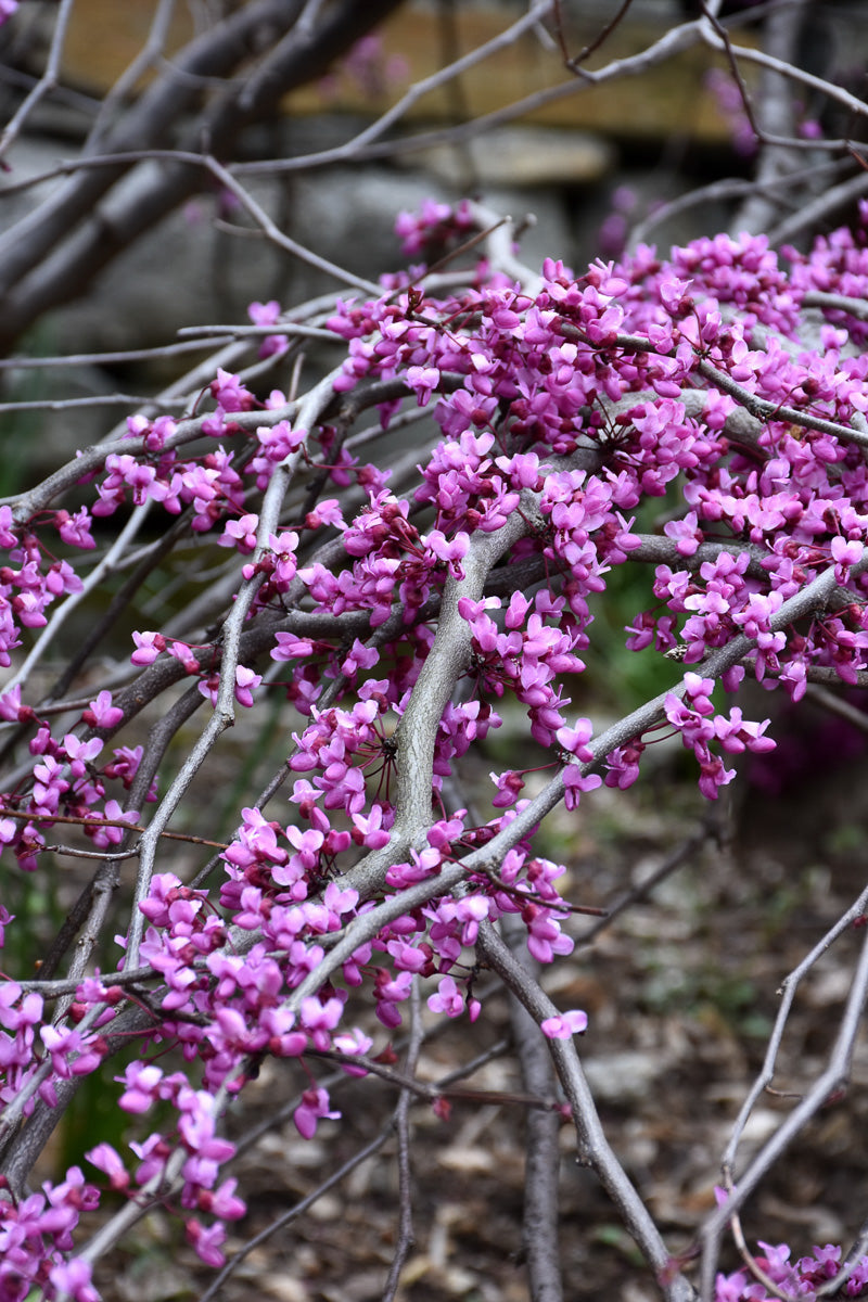 Redbud, Weep Ruby Falls