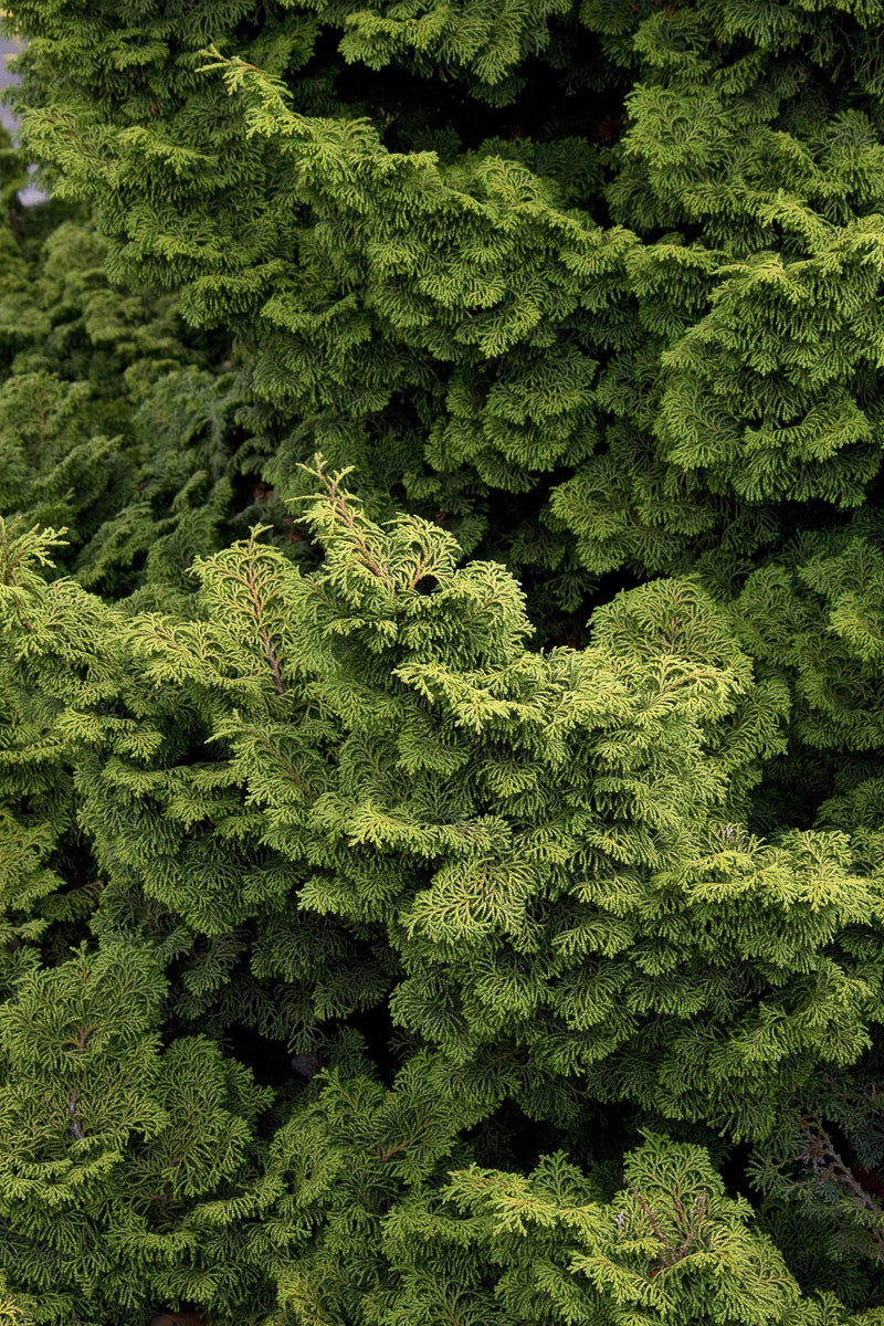 False Cypress, Kosteri Fast Form