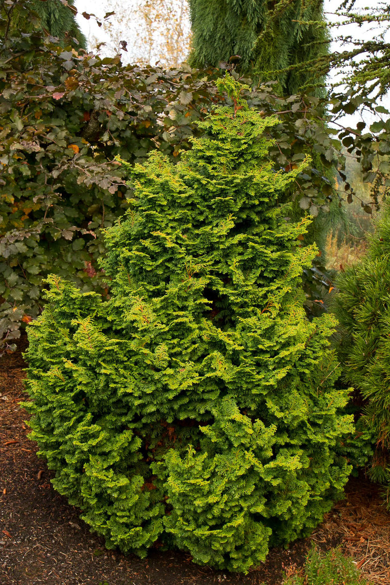 False Cypress, Kosteri Fast Form