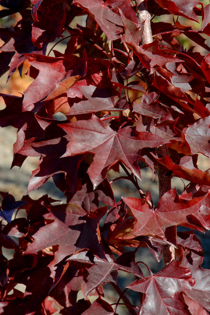 Maple, Crimson Sunset