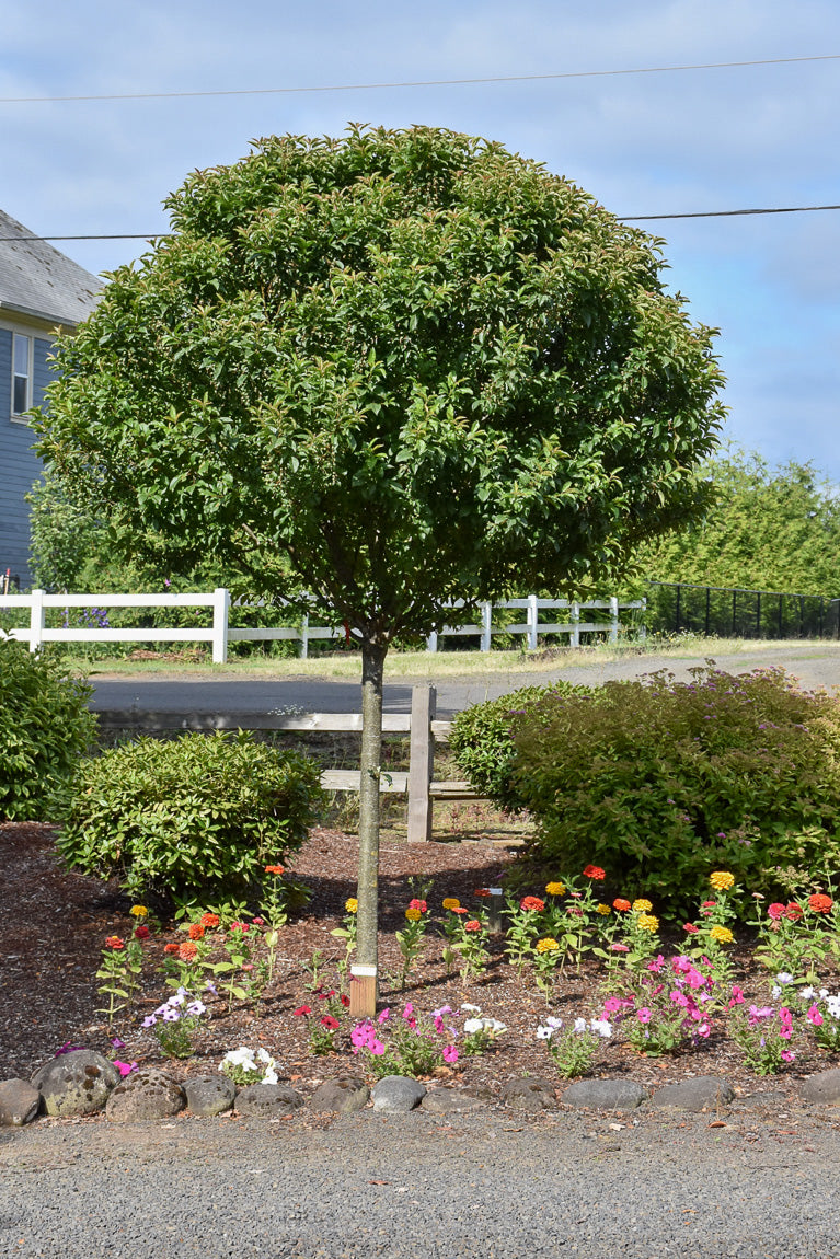 Crabapple, Sparkling Sprite