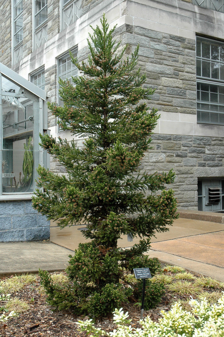 Japanese Cedar, Black Dragon