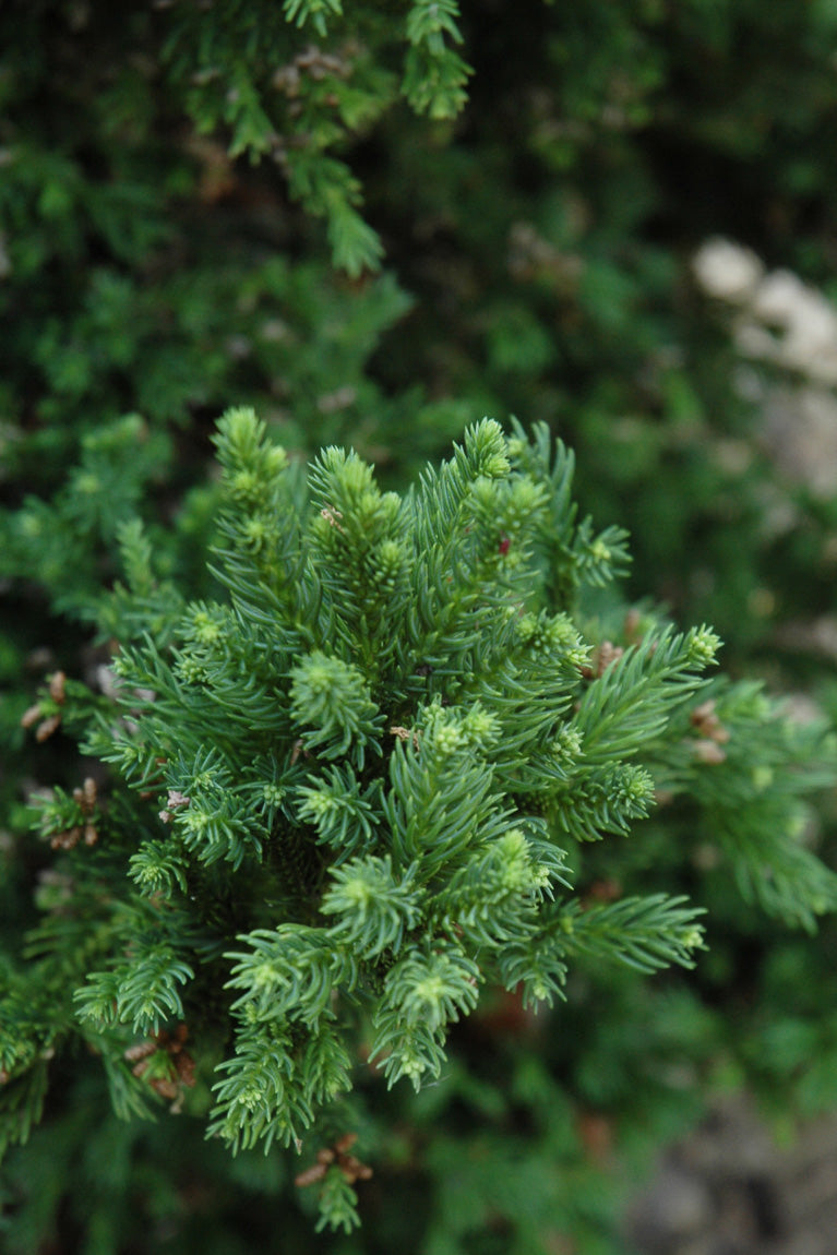 Japanese Cedar, Black Dragon