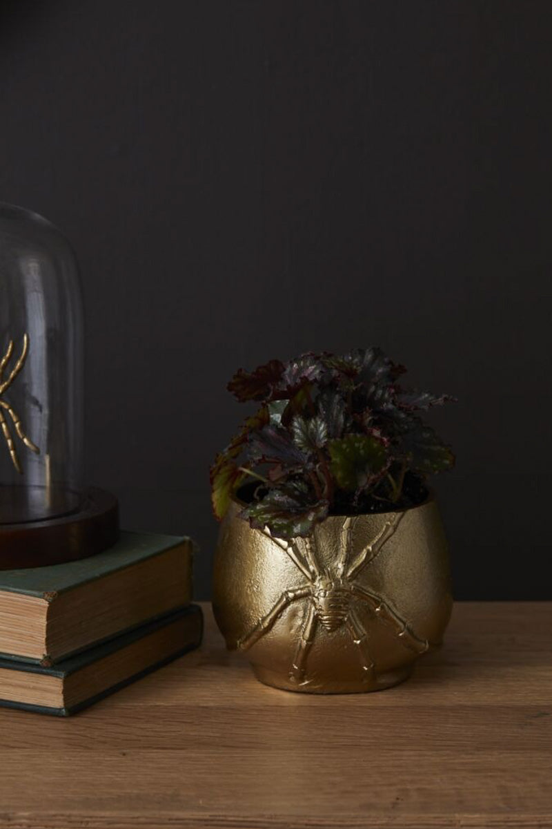 Cellar Spider Pot 6.25"X 5"
