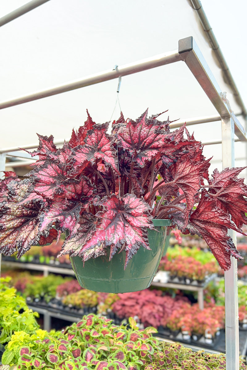 Begonia, Jurassic Chsp