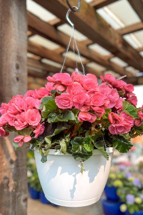 Begonia | Hiemalis Pink | 10" Hanging Basket