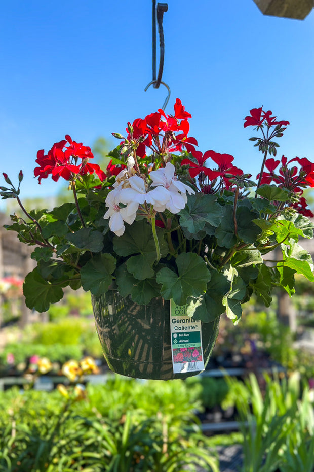 Geranium Mix Firewhite