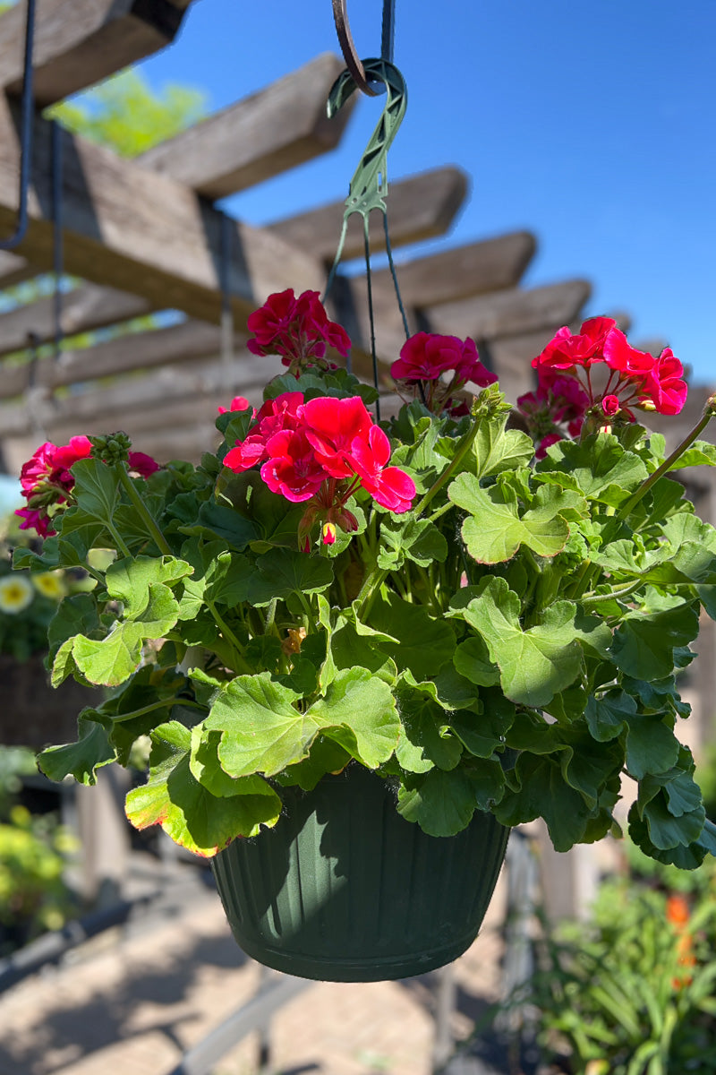 Geranium, Calliope Crimson Flame