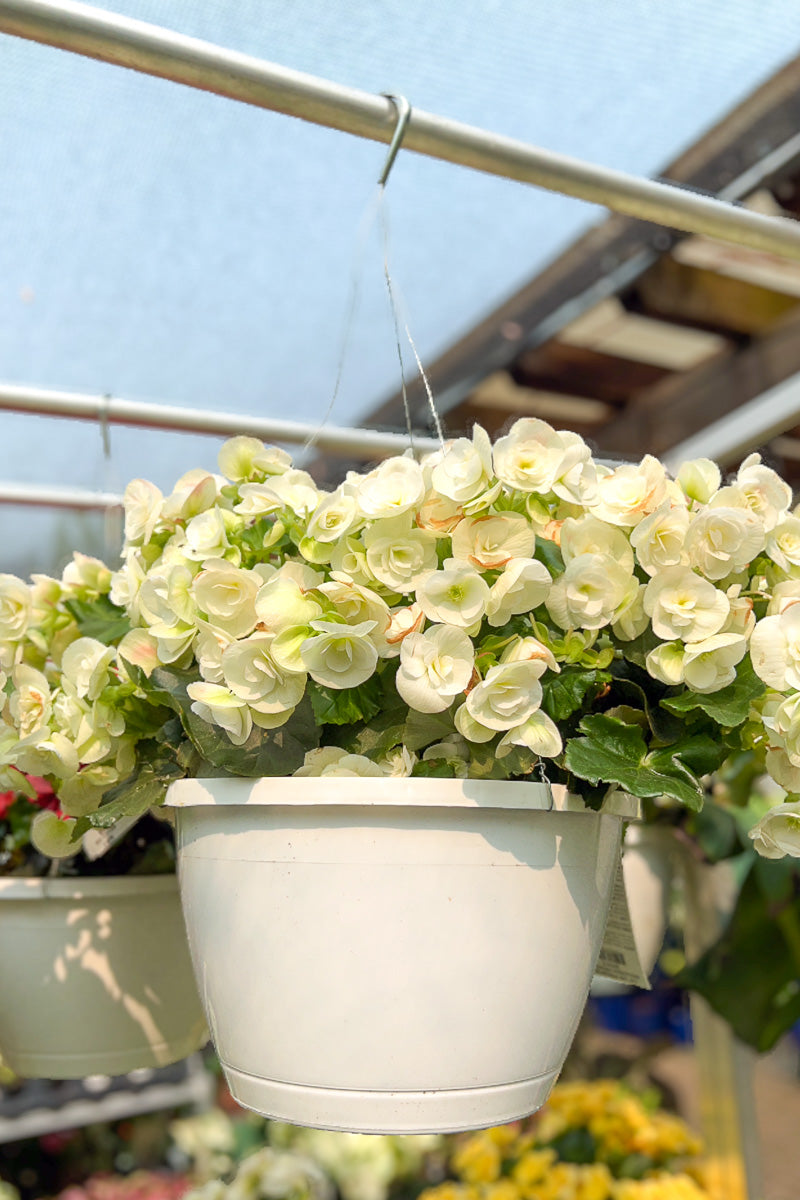 Begonia Hiemalis White