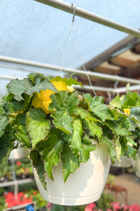 Begonia | Nonstop® Yellow | 10" Hanging Basket