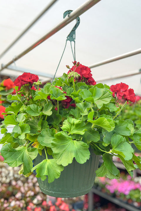 Geranium | Calliope Red | 10" Hanging Baskets