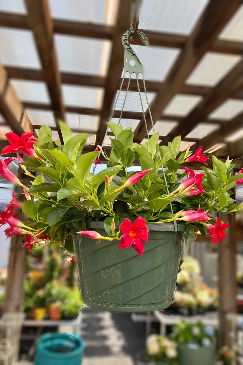 Mandevilla, Sun Parasol Pretty Pink