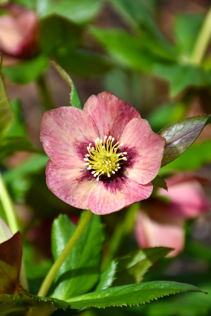 Lenten Rose, Sandy Shores